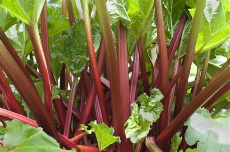 How To Harvest And Store Rhubarb Harvest To Table