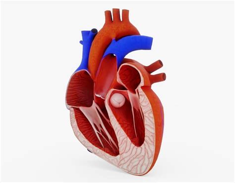 3d Asset Human Heart Cross Section Anatomy Cgtrader