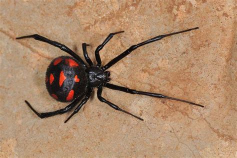 Black Widow Spider Telegraph