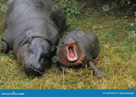 Pygmy Hippopotamus Choeropsis Liberiensis Female With Calf Laying