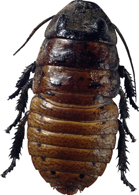 Roach Png Isolated Pic Png Mart