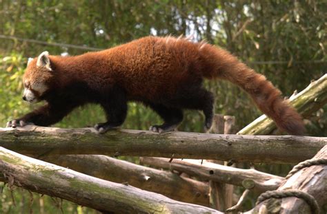 Ailurus Fulgens Red Panda Ailurus Fulgens In The Philade Flickr