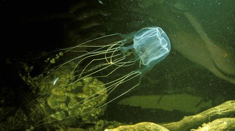 Über Triumphierend Vorschlagen Box Jellyfish Appearance Verrat Schuld
