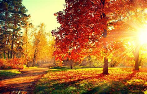 Autumn Trees Sunsets Wallpapers Wallpaper Cave