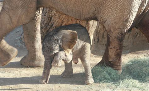 Newborn African Elephant Just 15 Hours Old In This Photo Newborn