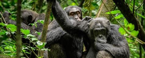Why Are Chimpanzees Endangered Reasons And Threats