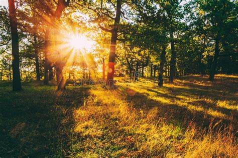 Sunset In Forest Trees Natural Sunlight Sunshine In Woods Stock Image