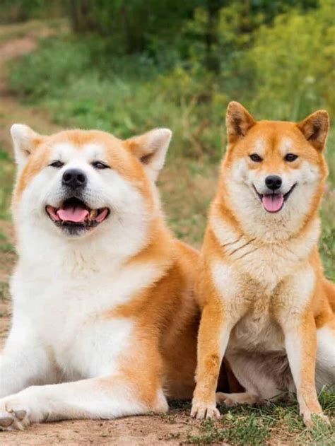 Akita Inu Vs Shiba Inu Nine Main Differences Explained Az Animals