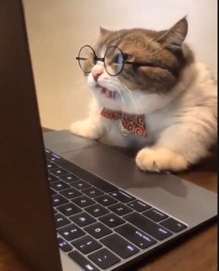 Old Cat With Glasses Computer Blank Template Imgflip