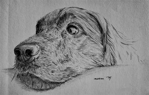 Masseu Learns To Sketch Sad Dog Sketch