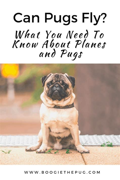 If bringing your pug in the cabin with you isn't an option, there are other ways to get from point a to point b. Can Pugs Fly? What You Need To Know About Planes and Pugs ...