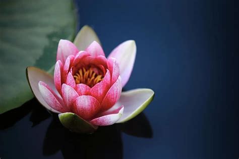 Water Lilies Lotus Pond Blossom Flower Pink Pikist
