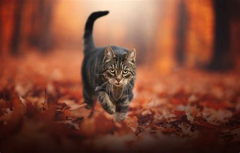 Fall Kitten Wallpaper ~ Autumn Kitty Animals Fall Cats Leaves Desktop