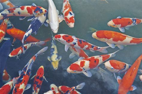 I used a 3 koi toilet, aerated on my 2250 gallon pond. What Do Koi Fish Symbolize? | LoveToKnow