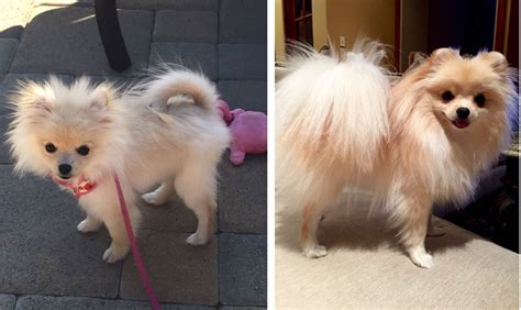 Pomeranian Puppy Hair Growth