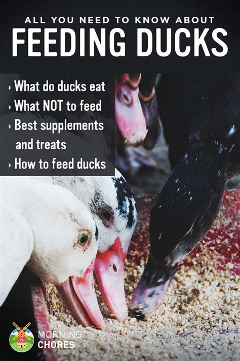 Feeding Ducks: What Do Ducks Eat, What NOT to Feed, Best Supplements