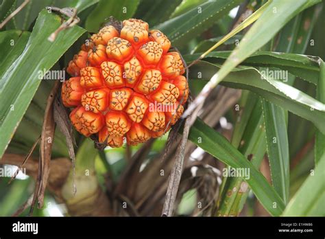 Close Up Of A Kewra Flower Pandanus Screw Pine Or Pandan At Stock