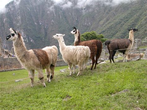 High Heels And Diet Dr Pepper Vamos A La Mission Peru Por Vida