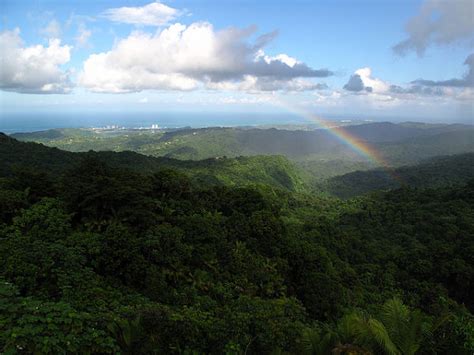 El Yunque Un Bosque Lluvioso En La Isla De Puerto Rico