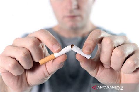 Apa Perbedaan Dan Risiko Tembakau Yang Dibakar Dan Dipanaskan ANTARA