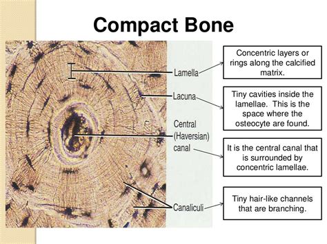 Diagram Compact Bone Tissue Labeled Bone Tissue Structure And