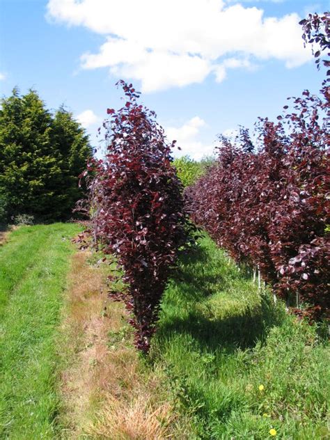 Fagus Sylvatica Dawyck Purple Purple European Columnar Beech