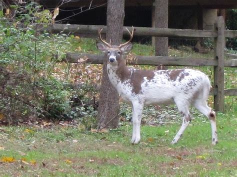 Piebald White Tailed Deer This Rare Piebald Whitetail 8 Po Flickr