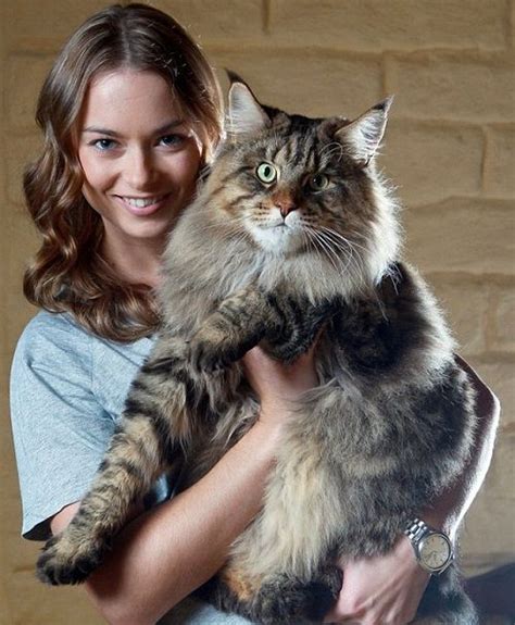 Large Domestic Cat Breeds Australia Pets Lovers