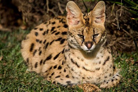 Atlanta Woman Wakes Up To Find A Wild African Serval Cat On Her Bed
