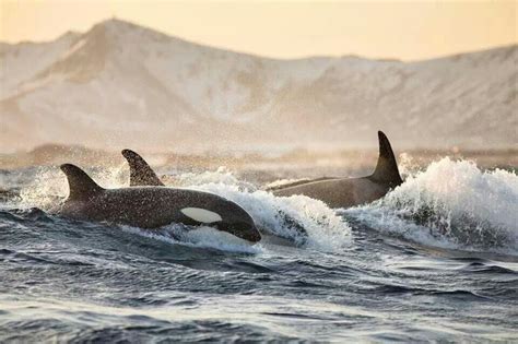 Surfing Orcas Keiko Orca Animals And Pets Cute Animals Wild Animals