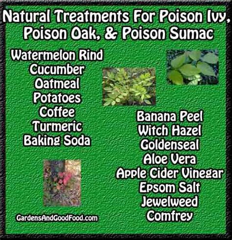 Natural Treatments For Poison Ivy Oak And Sumac Good Things To Know
