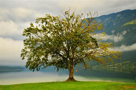Free Images Landscape Tree Nature Outdoor Branch Sky