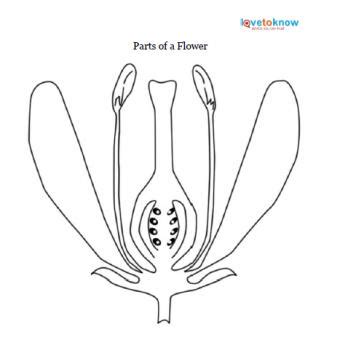 Parts Of A Flower Blank Sheet Home Alqu
