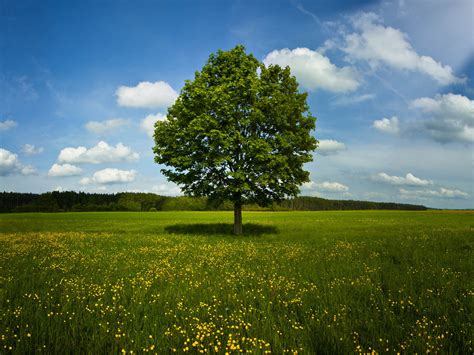Wallpaper Tree In Field