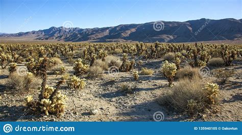 Mojave Desert Sunset Stock Image 76388629