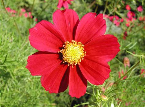 We did not find results for: Cute Red Flower - We Need Fun