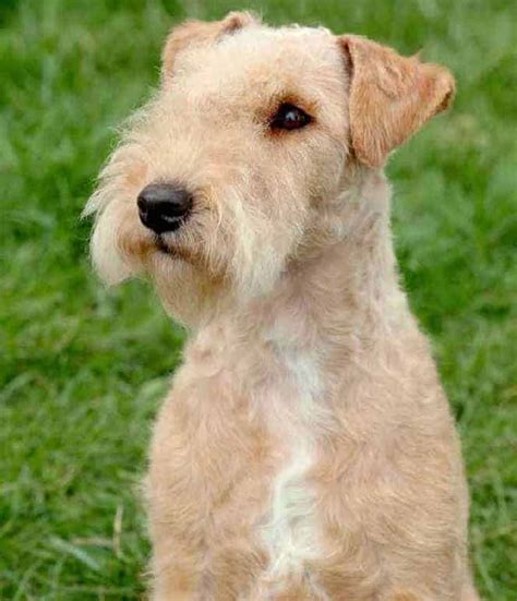 Lakeland Terrier Dog Breed History And Some Interesting Facts