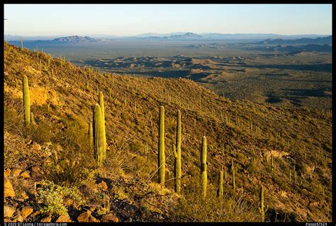 Sonoran Desert National Monument Guide From Qt Luongs Blog