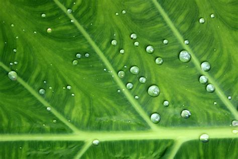 Water Droplets On Green Leaf Free Stock Photo Public Domain Pictures