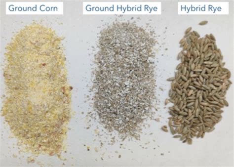 Hybrid Rye Gains Traction As Alternative Feedstuff For Pigs Pork Business