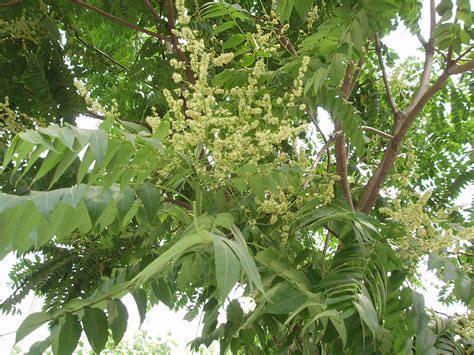 Tree of Heaven: Pictures, Images, Facts on Tree of Heaven