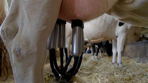 Hand Detaches Milking Machine Udder Of White Cow Portion Of Fresh