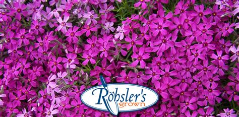 Specials April Week4 Rohslers Allendale Nursery Garden Center