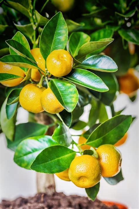 Calamondin Fruits Cmall Citrus Stock Image Image Of Branch