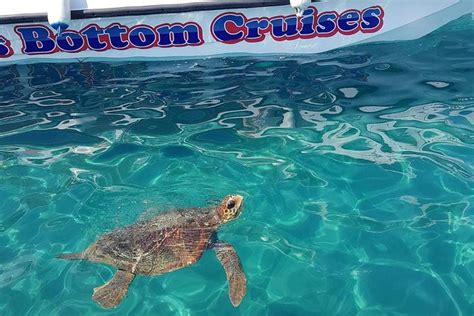 Cruise To Turtles Island And Caves With A Glass Bottom Boat Triphobo