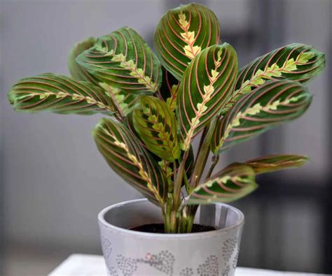 Maranta Leuconeura Prayer Plant Care Guide The Contented Plant