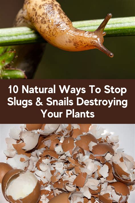10 Natural Ways To Stop Slugs And Snails Destroying Your Plants Slugs In