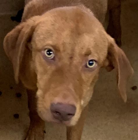 Dothan Animal Shelter Adoptable Pets