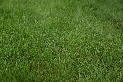 Free Images Nature Plant Field Lawn Prairie Texture Green Soil