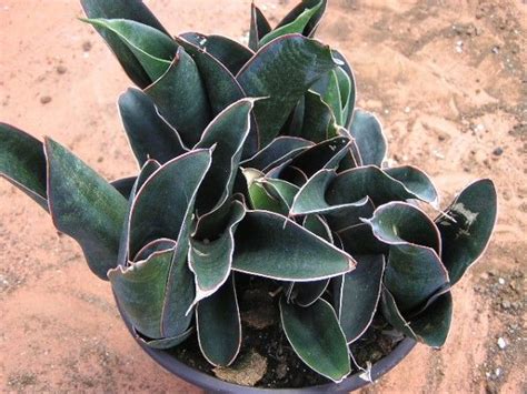 Check out our sansevieria streaker selection for the very best in unique or custom, handmade pieces from our house plants shops. 47 best SANSEVIERIA #Plants images on Pinterest